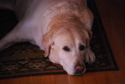 tyler, yellow lab